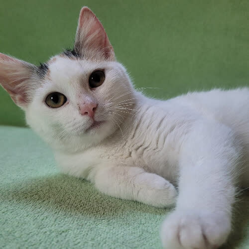 Koty ze schroniska do adopcji Bójka