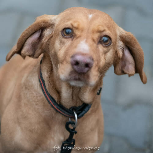 Psy ze schroniska do adopcji ŁEZKA