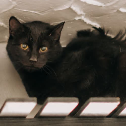 Koty ze schroniska do adopcji Batman