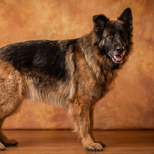 Psy ze schroniska do adopcji SÓWKA