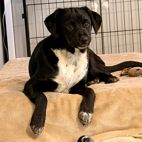 Psy ze schroniska do adopcji Cola