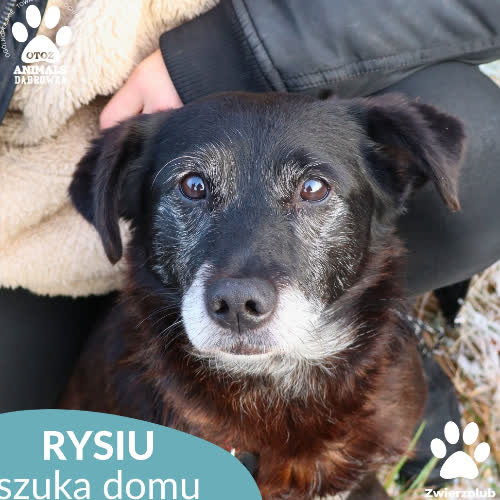 Psy ze schroniska do adopcji Rysiu