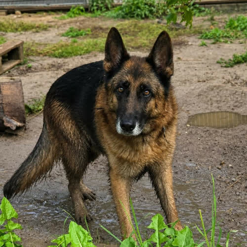 Psy ze schroniska do adopcji Owczarek Nazir