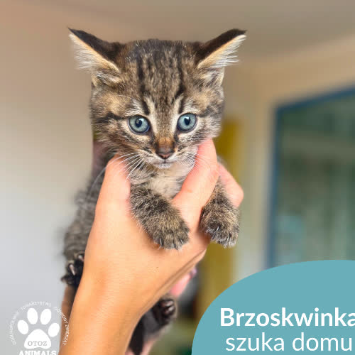 Koty ze schroniska do adopcji Brzoskwinka