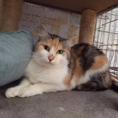 Koty ze schroniska do adopcji Agata