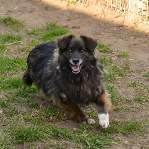 Psy ze schroniska do adopcji Mistrzu