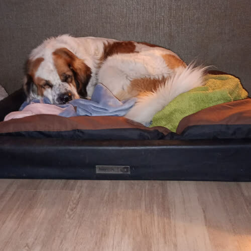 Suczka Bernardyn Grzecznościowo 