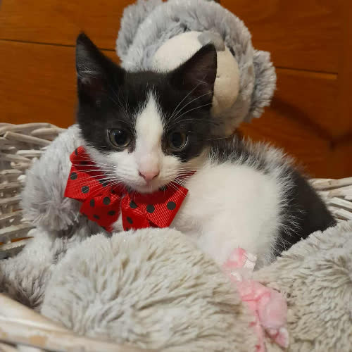 Koty ze schroniska do adopcji Majka