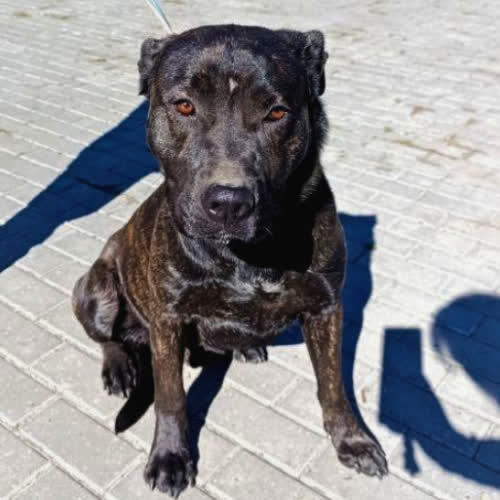 Psy ze schroniska do adopcji Wulkan