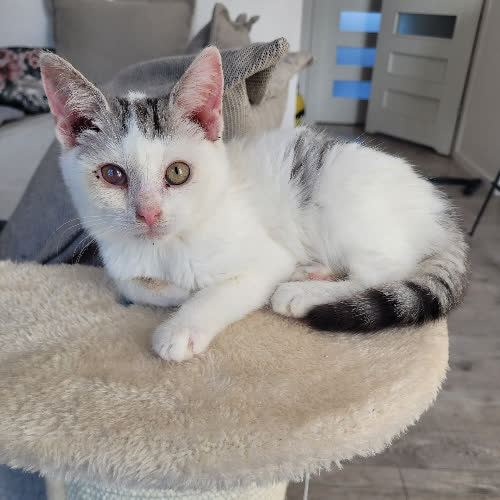 Koty ze schroniska do adopcji Majonez