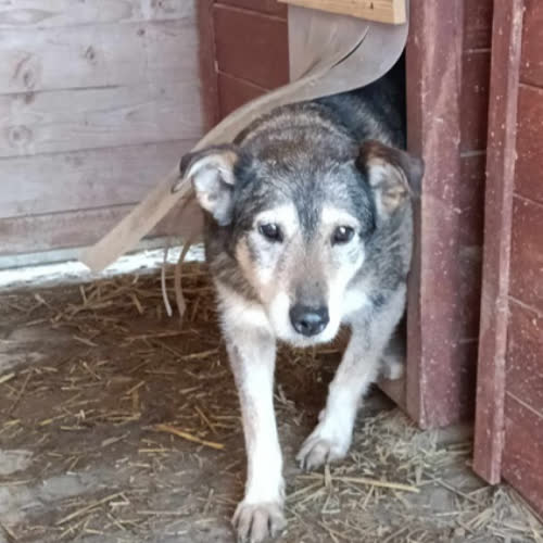Psy ze schroniska do adopcji Bulochka