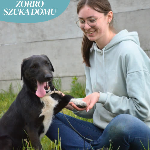 Psy ze schroniska do adopcji ZORRO