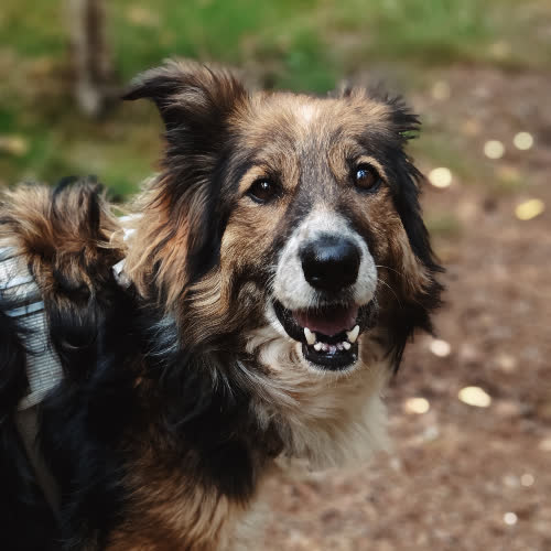 Psy ze schroniska do adopcji Lessie