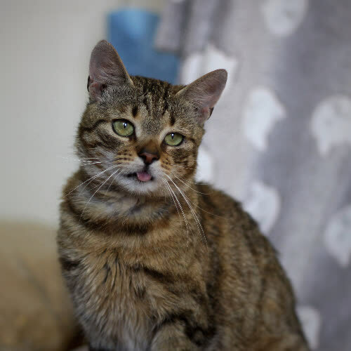 Koty ze schroniska do adopcji Witalis