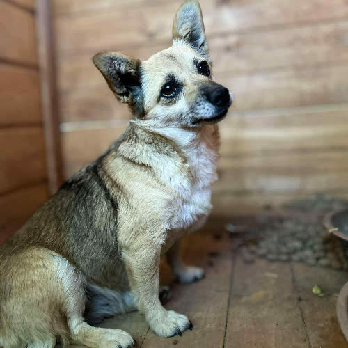 Psy ze schroniska do adopcji Perełka