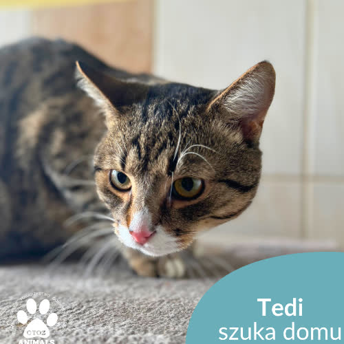 Koty ze schroniska do adopcji Tedi