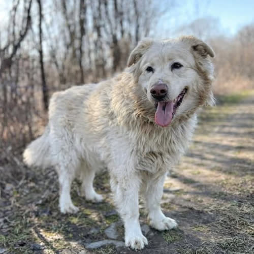 Psy ze schroniska do adopcji Franek 