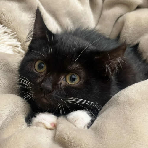 Koty ze schroniska do adopcji Ksenia