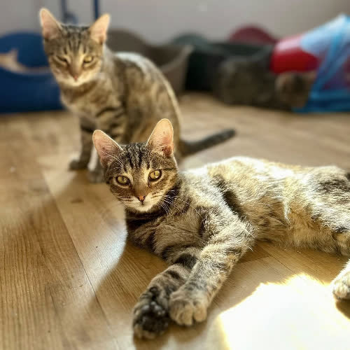 Koty ze schroniska do adopcji Żurek