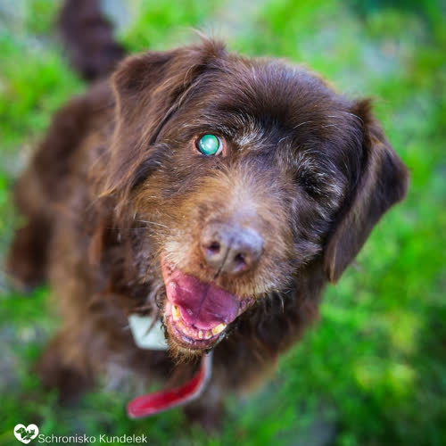 Psy ze schroniska do adopcji Brown