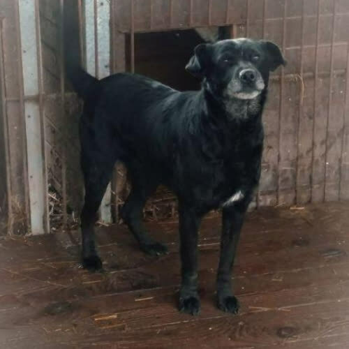 Psy ze schroniska do adopcji Tekla