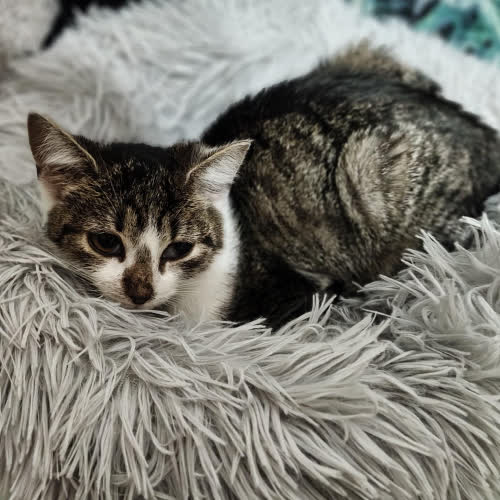 Koty ze schroniska do adopcji HORASZKA 