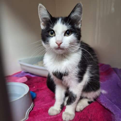 Koty ze schroniska do adopcji Carla