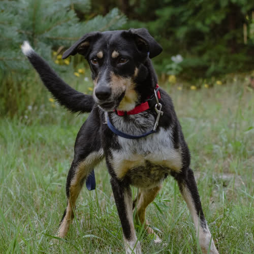 Psy ze schroniska do adopcji Królewna 