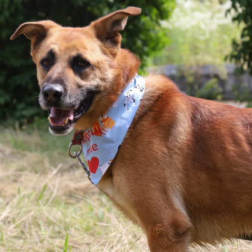 Psy ze schroniska do adopcji Baster