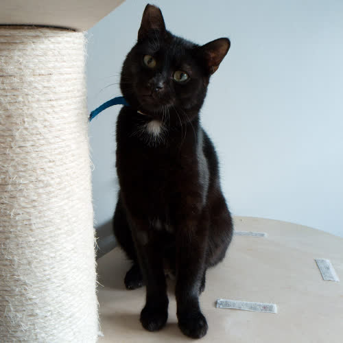 Koty ze schroniska do adopcji Pisanka