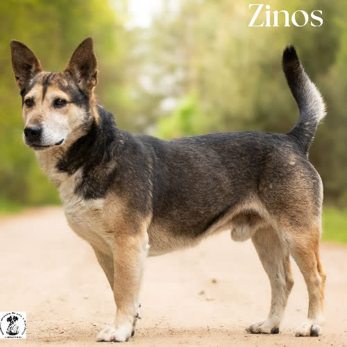 Zgodny ZINOS