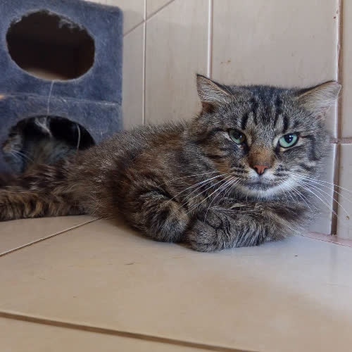 Koty ze schroniska do adopcji Urodzik