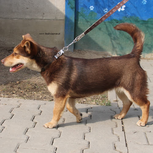 Psy ze schroniska do adopcji Sara