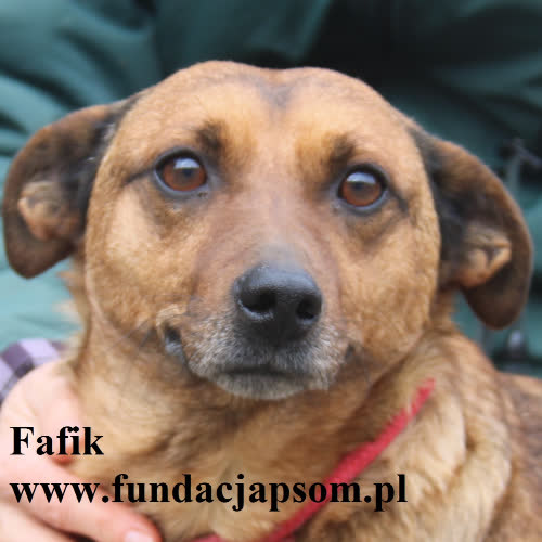 Psy ze schroniska do adopcji Fafik