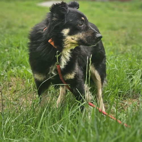 Psy ze schroniska do adopcji Ice Cream 