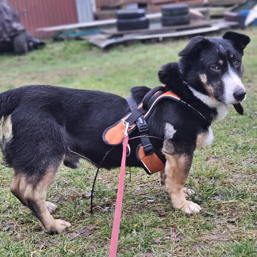 Psy ze schroniska do adopcji Cwaniak