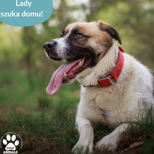 Psy ze schroniska do adopcji Lady