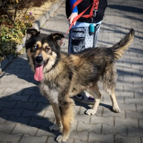 Psy ze schroniska do adopcji Feliks 