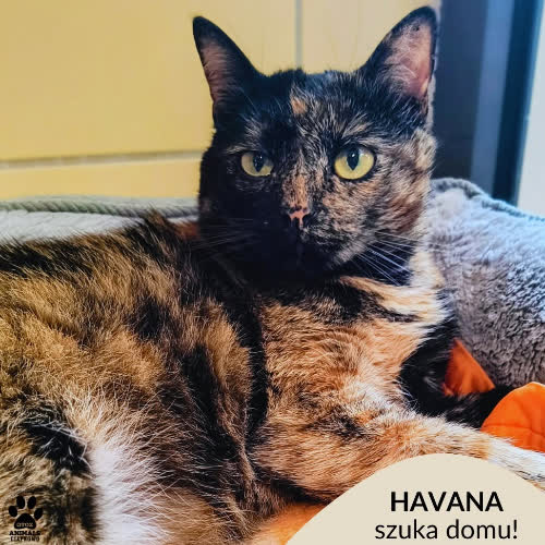 Havana