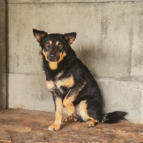 Psy ze schroniska do adopcji Hektor