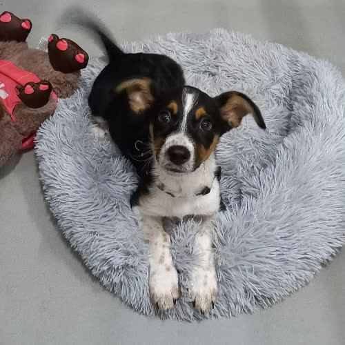 Psy ze schroniska do adopcji Kosmo