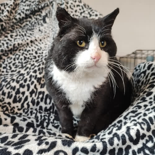 Koty ze schroniska do adopcji Felix