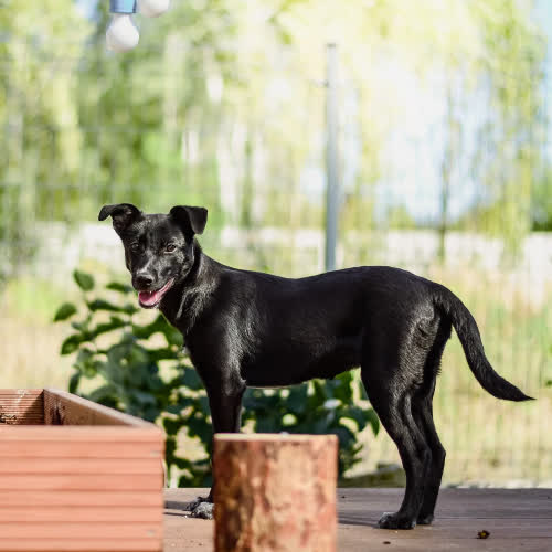 Psy ze schroniska do adopcji Żabka 