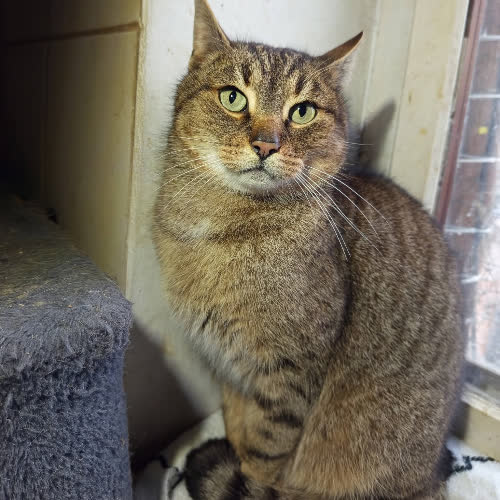 Koty ze schroniska do adopcji Ivo