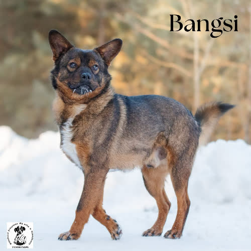 Psy ze schroniska do adopcji Całuśny BANGSI 