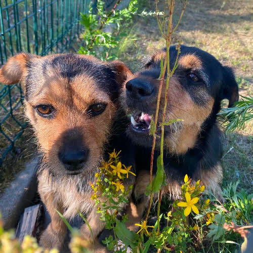 Hela i Hugo