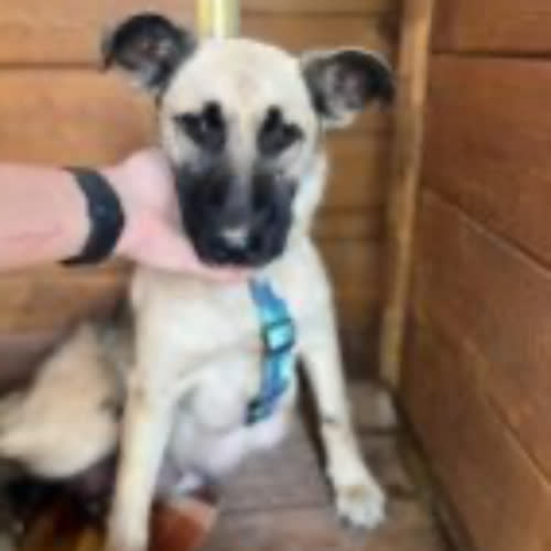 Psy ze schroniska do adopcji Malaga