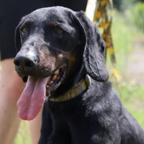 Psy ze schroniska do adopcji Justin