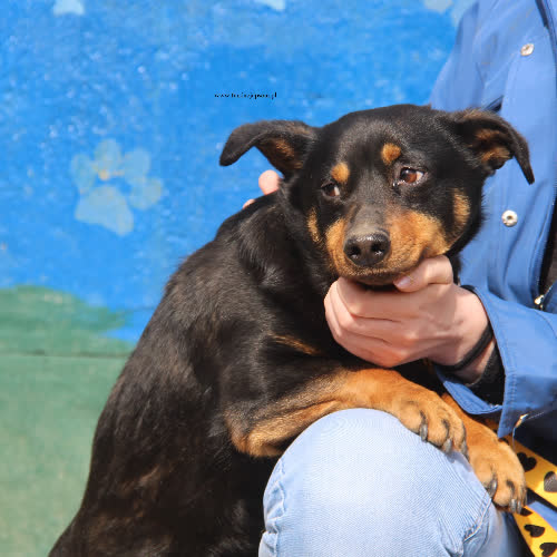 Psy ze schroniska do adopcji Kovu