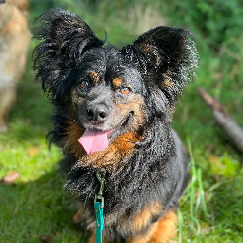 Psy ze schroniska do adopcji Gacuś 